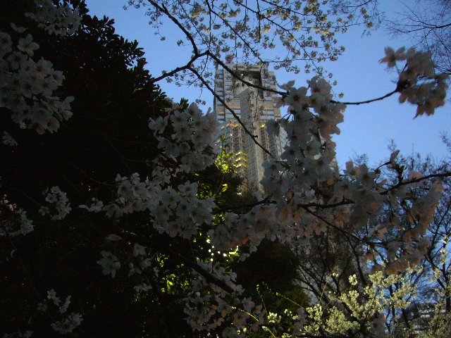 20080401_06.jpg - 新宿中央公園より都庁を臨む